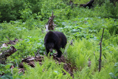 Black bear in Sequoia Nation Forest