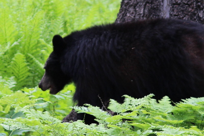 Black bear in Sequoia Nation Forest