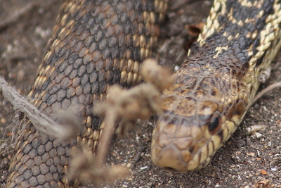 Snake in MontaƱa de Oro State Park