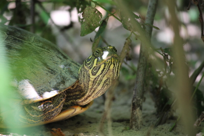 Turtle in Dinosaur VAlley State Park